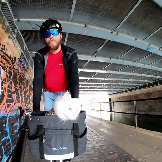 Kittens Hissing Compilation Part 2