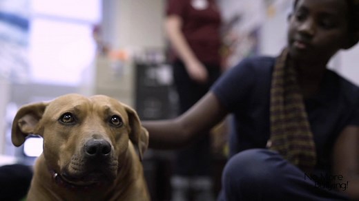 The No More Bullying! program is helping students across the country change their behavior towards their peers. Learn how they are breaking the cycle of bullying through animals. | KMBC 9