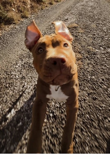 Colt - Future Star XL American Bully at Two Months