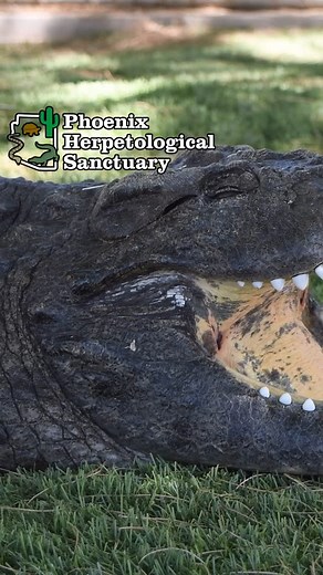 Happy World Crocodile Day!! 🐊 🌎 Here’s to another year of conservation for the largest reptiles in the world! #crocodile #nilecrocodile #saltwatercrocodile #reptile #phoenixherp #conservation | Phoenix Herpetological Sanctuary