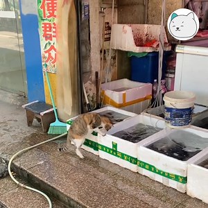 277K views · 3.6K reactions | Méo: Đó, ăn trộm dễ vậy đó các meo -Tran- #tocmeo #meocomicsofficial #yeuthucung #videomeogiaitri #giaitri | Méo | Facebook