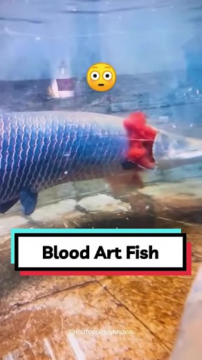 I still don’t believe arapaima can do this! | arapaima