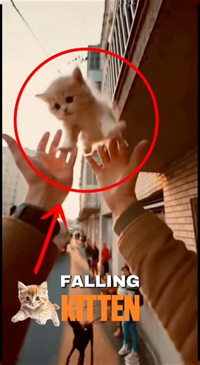 THE FALLING KITTEN 😱🐱