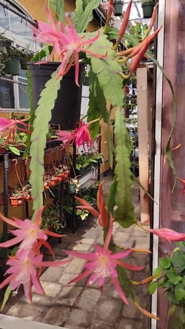 Fruhlingsrauschen (rustle of Spring in German) Epiphyllum Cuttings / S-M Flowers / Epicactus / Seller Select - Etsy