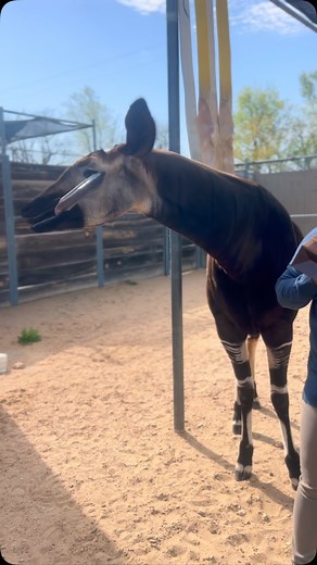 Why are okapi so cool? They look like a mix between a zebra and a giraffe — but they’re actually the giraffe’s only living relative! With their striped legs and long purple tongues, okapi are perfectly adapted for life in the dense forests of the Congo. Sadly, these incredible animals are endangered due to habitat loss and poaching. Protecting them means supporting global conservation efforts that preserve their rainforest habitat and help stop illegal hunting. Let’s show the okapi some love! Vi