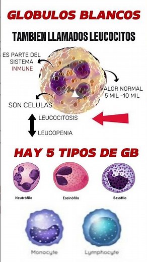 White Blood Cells (Generalities)
