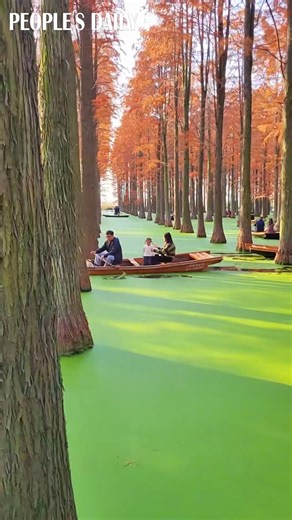 Paddle through refreshing scenery with your loved ones at a wetland park in Yangzhou, east China's Jiangsu Province. #BeautifulChina | People's Daily, China