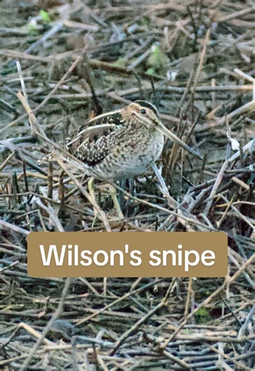 It’s amazing how well this Wilson's snipe just blends into its environment . Birds are just so amazing 🤩. #birding #birdphotograghy #birds