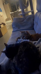 1K views · 19 reactions | The last one 藍藍 #prank #scaring #jumpy #viral #funnyprank #scareprank #scarecamSoo funny Nala thought it was Lilly #catprank #funnycat #funny #prank #hype | funny pranks | Facebook