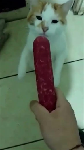 xd #shorts #cat #funny #memes