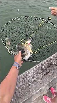 Striped Bass Catching Secrets: Part 14 — Ready to Level Up Your Skills?