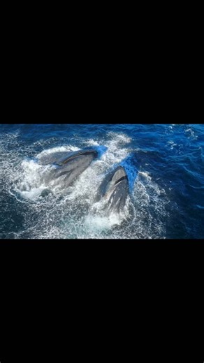 Domenic Biagini on Instagram: "This is the greatest surface lunge feeding humpback spectacle I’ve ever seen in San Diego! You can watch the full sequence in 4k on my YouTube channel with the same username! Filmed aboard @gonewhalewatching with @bluelifewild and @erica.sackrison"