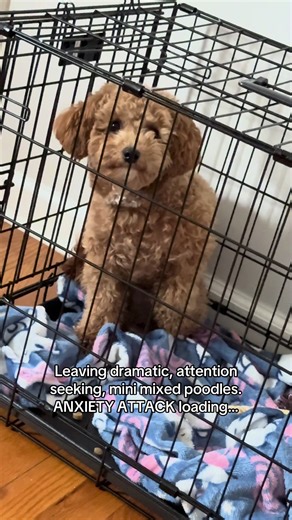 ANXIETY ATTACK LOADING!!! #anxiety #fyp #puppy #pov #dogmomlife