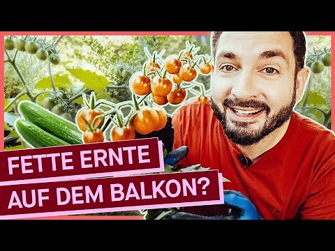 Gemüse auf dem eigenen Balkongarten anbauen: Lohnt sich das?