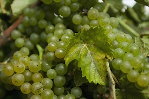 What Are the Causes of Grapes Turning Black Before They Ripen?