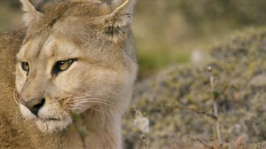 Female Puma Snubs Male | Nature