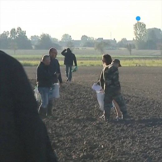 C'est la saison du glanage ! A Pitgam dans les Flandres maritimes, l'agriculteur Vincent Dezitter met son champ à disposition des glaneurs pour ramasser les pommes de terres oubliées par les machines. | France 3 Nord Pas-de-Calais