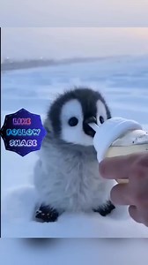 1.1K views · 13 reactions | Cute panda  meow meow meow #memes #panda #cute #short #shorts | CheesyPubss | Facebook