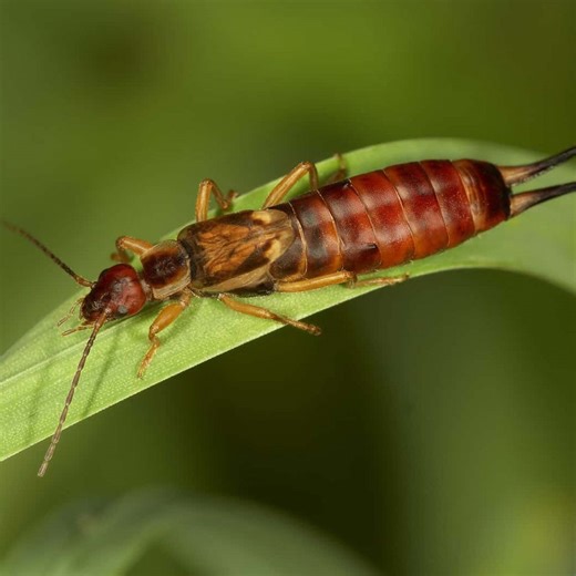 Earwig Pest Control – A Guide to the Common “Pincher Bug”