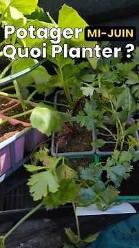 What to plant in your vegetable garden in mid-June? 🌱