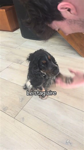 Toujours dire bonjour aux collègues 😂 #humour #télétravail #chien #chat