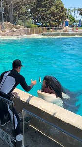 DINE WITH ORCAS IS AMAZING! 🐳😍 #seaworld #seaworldsandiego #orca #whale #animals #funny #cuteanimals #whales #orcas | SeaWorld Videos
