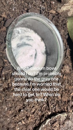 Choosing the Best Calcium Bowl for Your Leopard Gecko