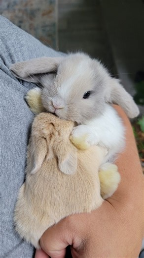 Blue Clover Rabbitry on Instagram: "Baby bunny snuggles are the best! We have a few openings left for bunny therapy today! Tap the link in our bio to sign up! Bunny Therapy Schedule Saturday July 5th- 12pm Wednesday- July 9th- 11:45am Friday- July 11th- 5:30pm Saturday July 19th- 12pm More dates will be posted for July once new babies arrive next week! 🐰 To learn more about our rabbitry's services or available 🐰, tap the links in our bio or visit Bluecloverrabbitry.com."