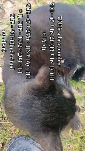 Hexadecimal to Decimal: Number System Conversion #education #nature #cat #igcse #mathcat