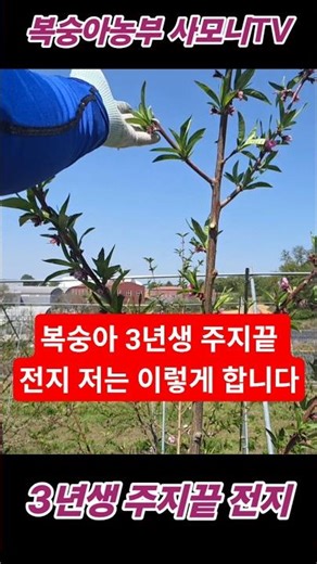 복숭아 3년생 주지 끝전지 저는 이렇게 합니다 ‪@사모니‬ #shorts