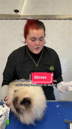 @Bugalugs Pet Care - These gloves are a life saver for animals that aren’t keen on water on their face! #fyp #lovingpaws #animalcare #funny #cat