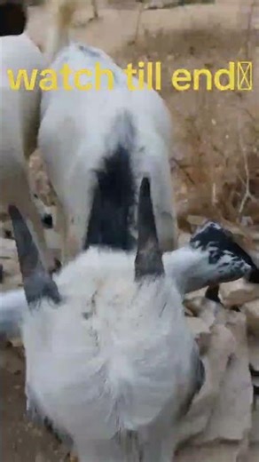 “Goat’s Shocked Face Will Melt Your Heart 🐐💚”
