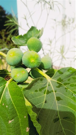 Fig plant that bears fruits throughout the year #organicfarming #gardening #fruitplant #figs #fruits