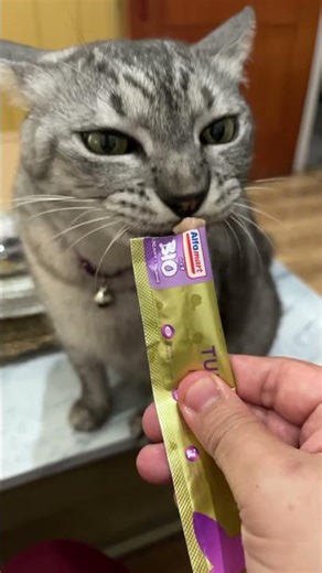 Nyemil #catshorts #cat #cute #imut #mycats