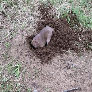 41K views · 95 reactions | Gopher Digging a Hole | Wild Africa | Facebook