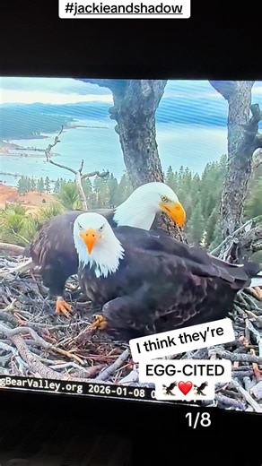 Celebrating Jackie and Shadow: A Bald Eagle Journey