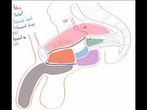 Internal Pudendal Artery and Pudendal Nerve