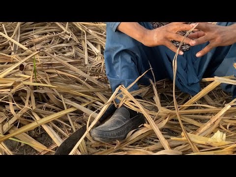 Relaxing sleep video soothing stream with sleep paralysis