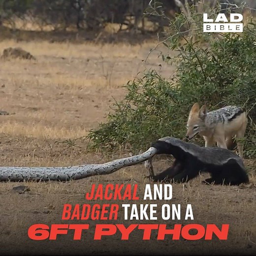 51M views · 284K reactions | Damn nature, you scary!  | LADbible | Facebook