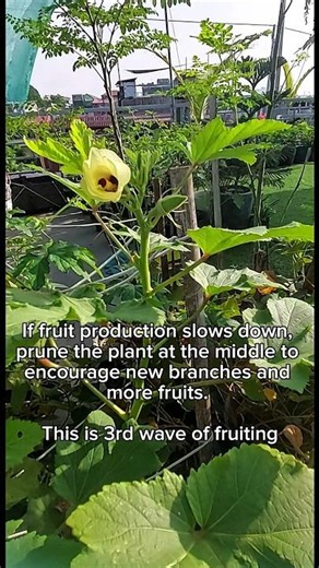 How to Make Your Plants Live Longer and Produce More Fruits
