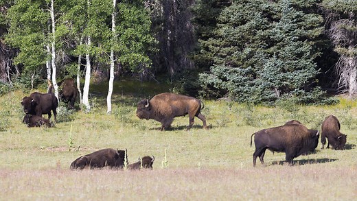Native to Arizona or not? Groups clash over Grand Canyon bison herd