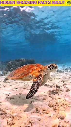 Turtle: The Secret Life of the World's Most Mysterious Creatures