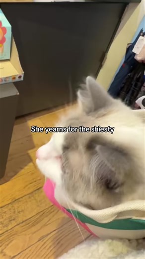 #fyp #trending #xyzbca #ragdoll #catsoftiktok