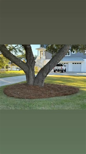 Fresh Pine Straw Installation – Clean & Elegant Finish! Another beautiful property refreshed by Forest Outdoor Living LLC 🍂 We just completed a full pine straw installation around the trees and landscape beds, giving this yard a fresh, natural, and well-defined look. ✅ Professional installation ✅ Even coverage & clean edges ✅ Perfect seasonal refresh 📍Serving Wilmington • Leland • Hampstead, NC 📞 (472) 213-7942 | (472) 213-7980 📧 forestoutdoorliving@gmail.com 🌿 Landscaping • Hardscapes • Fe