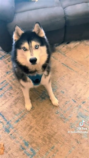 And who says huskies can’t be trained? 🐾 We’ve already mastered the art of looking adorable, stealing hearts, and convincing humans that every snack was meant for us. Sounds like advanced training to me! 😏❤️ | Husky World