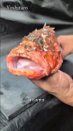 ⚠️Absolutely divine, I’m in heaven🪽 [Onikasago Salt-Boiled] I can't stop swooning over this Scorp...