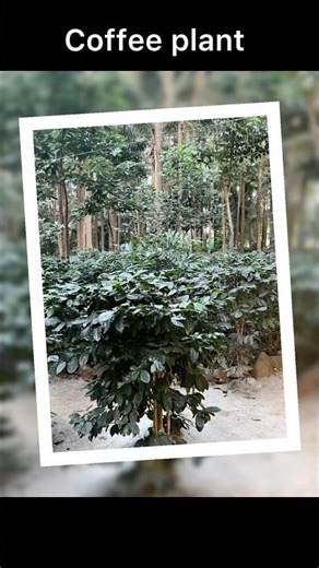 Worth visiting and dining at Citrus trail farm and kitchens while you are in Bengaluru