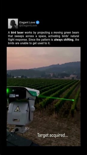 How Farms Scare Birds With Light 🟢 #science #invention #shorts