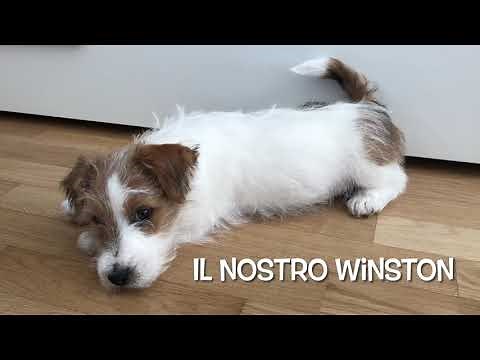 Winston - Jack russel a pelo ruvido - 1 anno