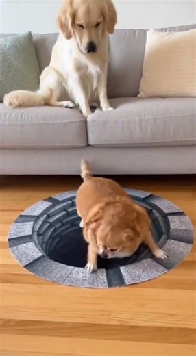 The fat dog said: "This joke isn't funny!" 😂 #funny #funnyshorts #golden #chihuahua #troll #dog